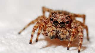 Watch | Doctors find a spider in the ear of 64-year-old woman in Taiwan