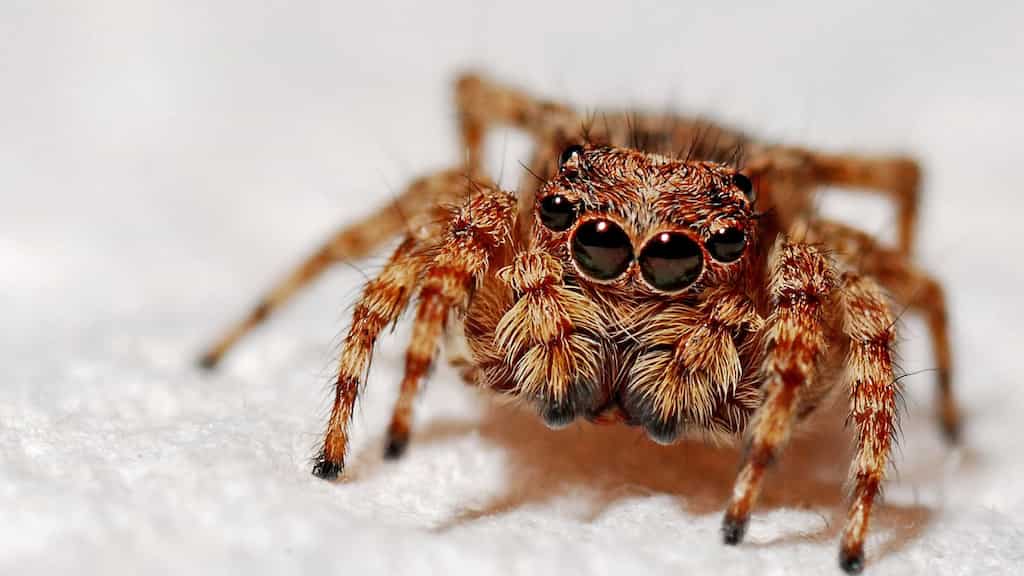 Watch | Doctors find a spider in the ear of 64-year-old woman in Taiwan