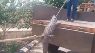 Angry with frequent power cuts, Karnataka farmers bring live crocodile to power station