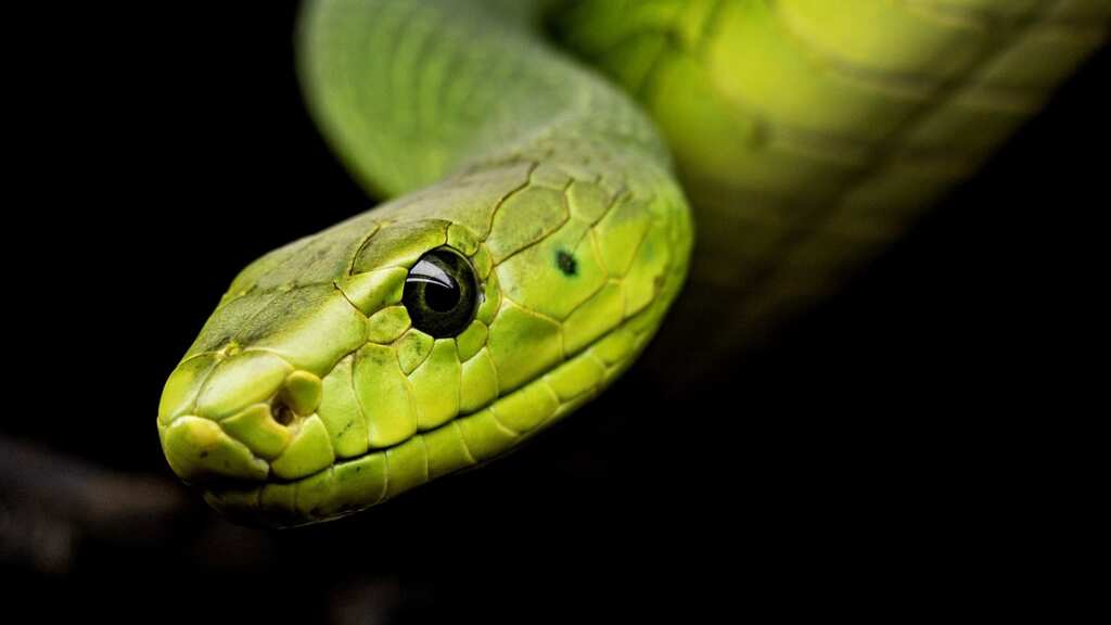 Ex-boyfriend dumps pythons in ‘fit of anger’, residents scour streets in search of reptiles in Sydney