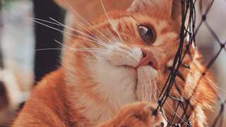 This 5-star luxury hotel in China provides bed and breakfast service for homeless cats