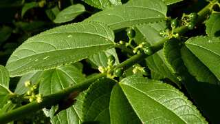 Scientists discover cannabis inside totally different plant in Brazil