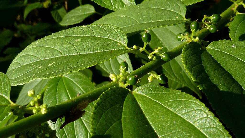 Scientists discover cannabis inside totally different plant in Brazil