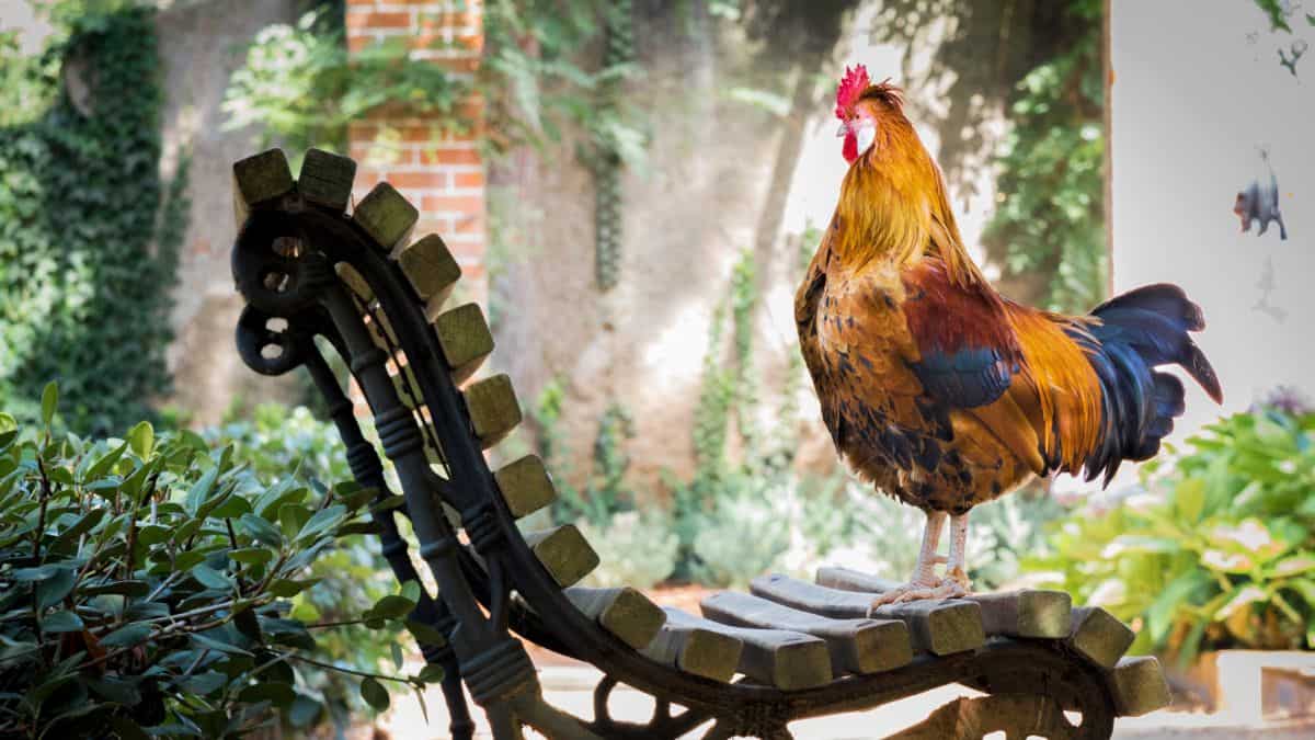 Roosters can recognise themselves in mirror. Here's why it matters