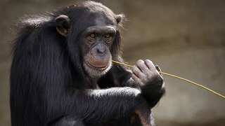 Chimpanzees hold 'conversations' just like humans, new study finds