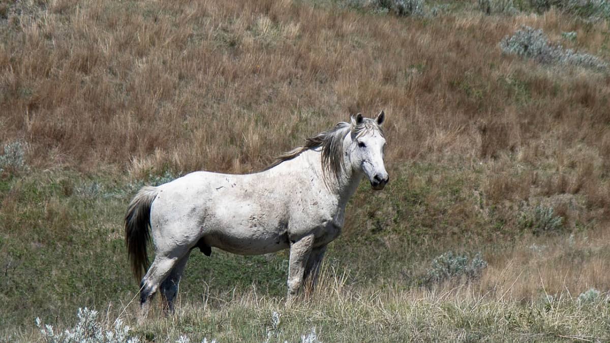 Aerial culling: Officials to shoot feral horses from air at Kosciuszko National Park