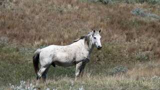Aerial culling: Officials to shoot feral horses from air at Kosciuszko National Park