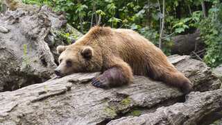 Bear attacks surge in Japan amidst struggle for food and territory