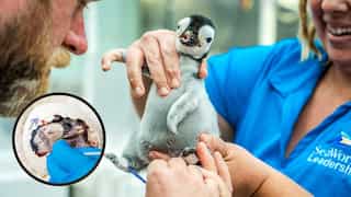 SeaWorld San Diego witnesses 'once in a decade' hatching of emperor penguin