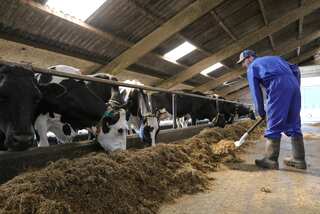 Animal farming: from carbon culprit to climate champions?