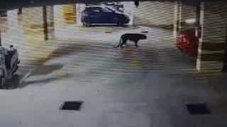 Watch: Leopard seen roaming near Bengaluru's MS Dhoni international school, high alert in area