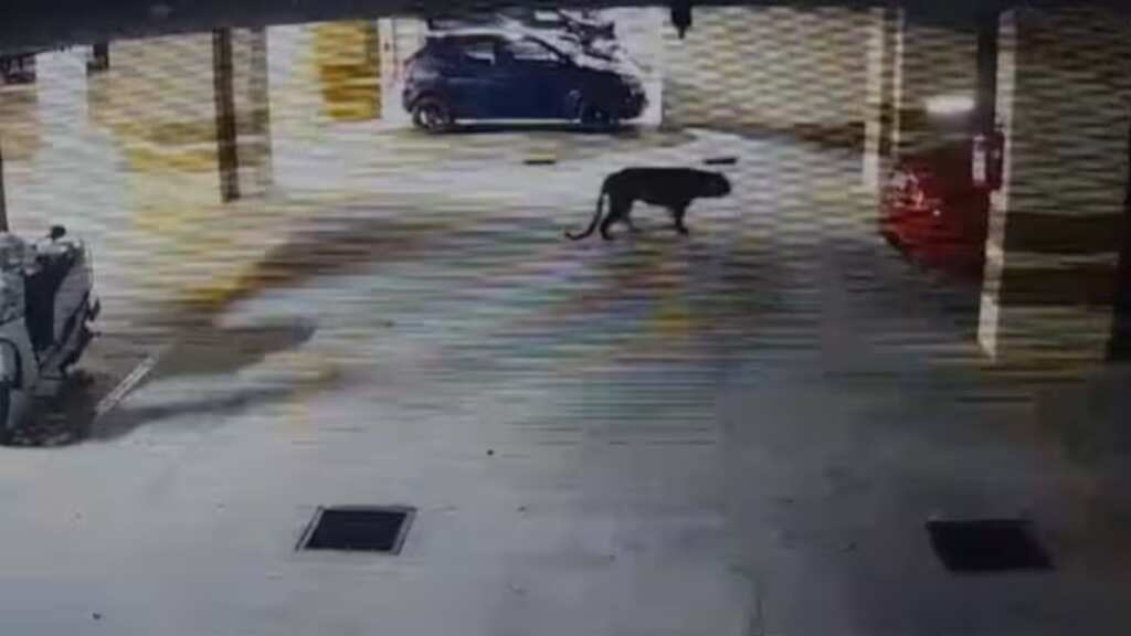 Watch: Leopard seen roaming near Bengaluru's MS Dhoni international school, high alert in area