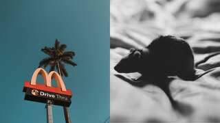 WATCH | Pro-Palestinian protester releases dozens of mice in a McDonald's restaurant