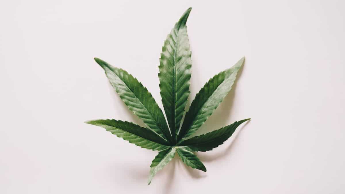 9 health problems cannabis medicine can help alleviate 9 health problems cannabis medicine can help alleviate