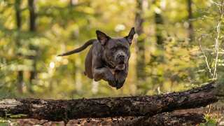 XL Bully dogs banned in England, Wales from end of year after spate of attacks