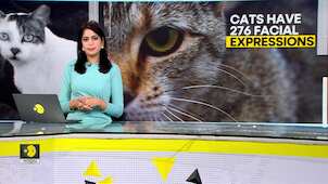 Gravitas | Cats: Masters of facial expression communication
