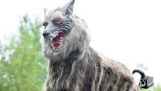 Japan is relying on a 'Monster Wolf' to scare away wild predators from populated areas