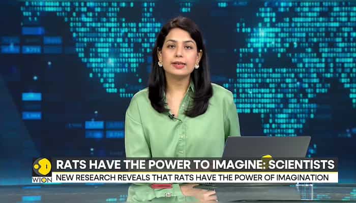 New research reveals that rats have the ability to imagine