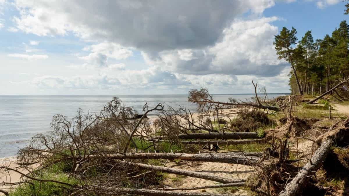 Baltic Sea in 'dire' state due to human activities and global warming: Report Baltic Sea in 'dire' state due to human activities and global warming: Report