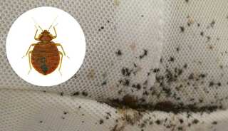 South Korea grappling with outbreak of bedbugs, here’s why local govts are worried