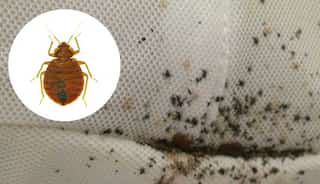 South Korea grappling with outbreak of bedbugs, here’s why local govts are worried