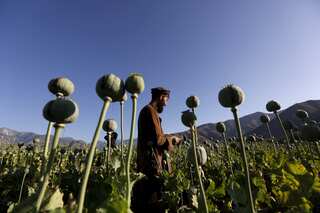 Farmers in Afghanistan lose over $1 billion in income after Taliban ban poppy cultivation