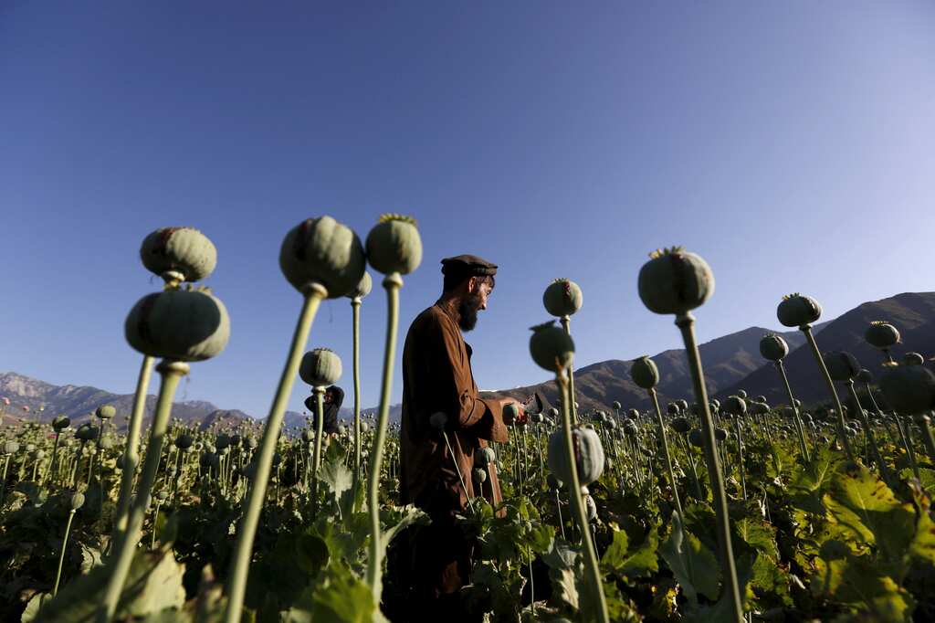 Farmers in Afghanistan lose over $1 billion in income after Taliban ban poppy cultivation