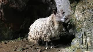 Britain's loneliest sheep rescued, but her future home remains uncertain