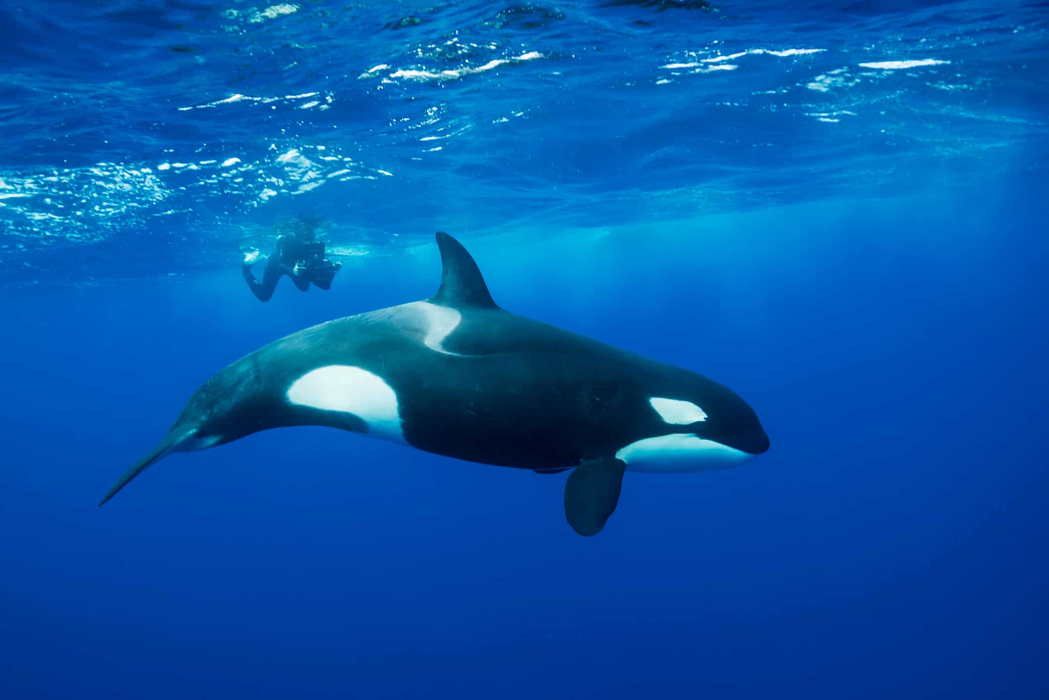 Orcas sink another yacht near Strait of Gibraltar after sustained 45-min-long attack