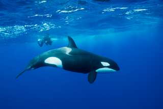 Orcas sink another yacht near Strait of Gibraltar after sustained 45-min-long attack