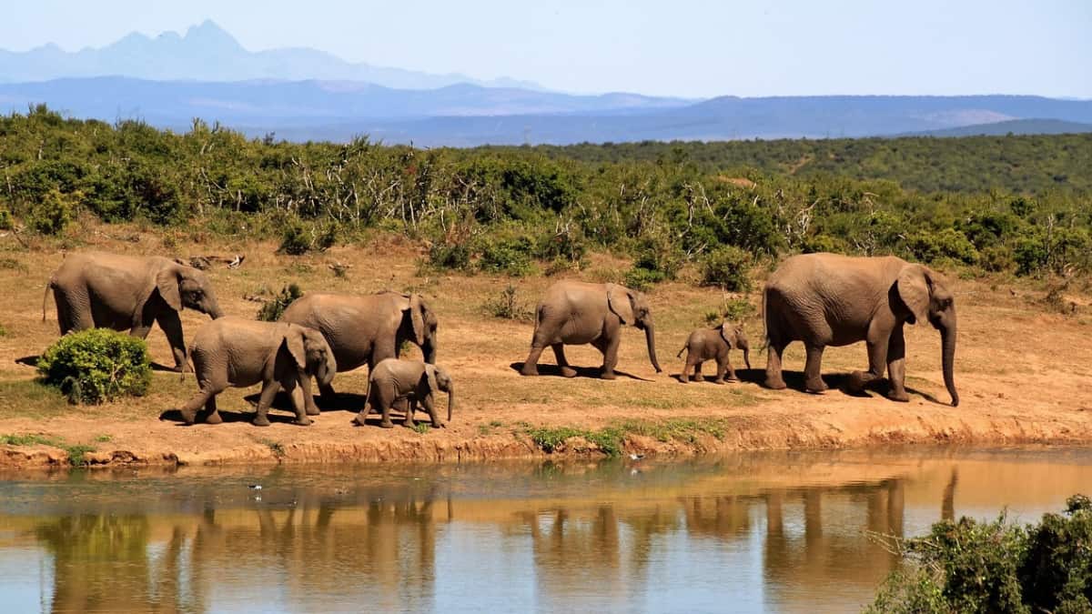 We may finally know the reason behind mysterious deaths of African elephants