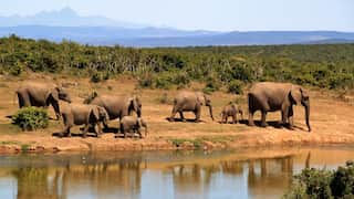 India: Two dead, one injured as 'grieving' elephants from ill-fated herd rampage in Madhya Pradesh