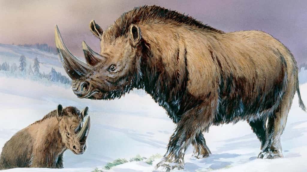 Ancients hyena's fossilised poop reveals details about woolly rhinoceros