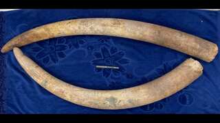 India: Wildlife Act amendment helps crackdown on illegal trade; elephant tusks seized