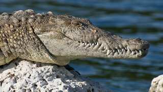 Man bites crocodile to escape fatal attack from majestic reptile