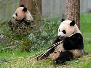 Three giant pandas bid adieu to National Zoo in DC. Why is Beijing taking all its pandas back?
