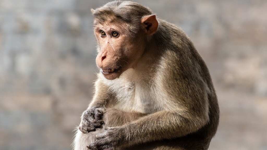 Scientists create monkey chimera. It has glowing fingertips and green eyes