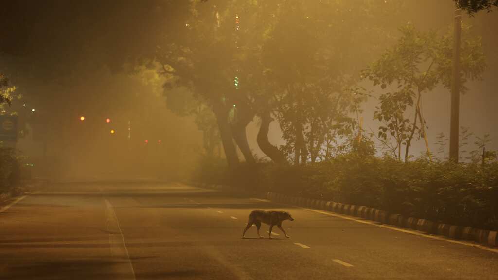 After Diwali, two more Indian cities join New Delhi among world's top 10 most polluted