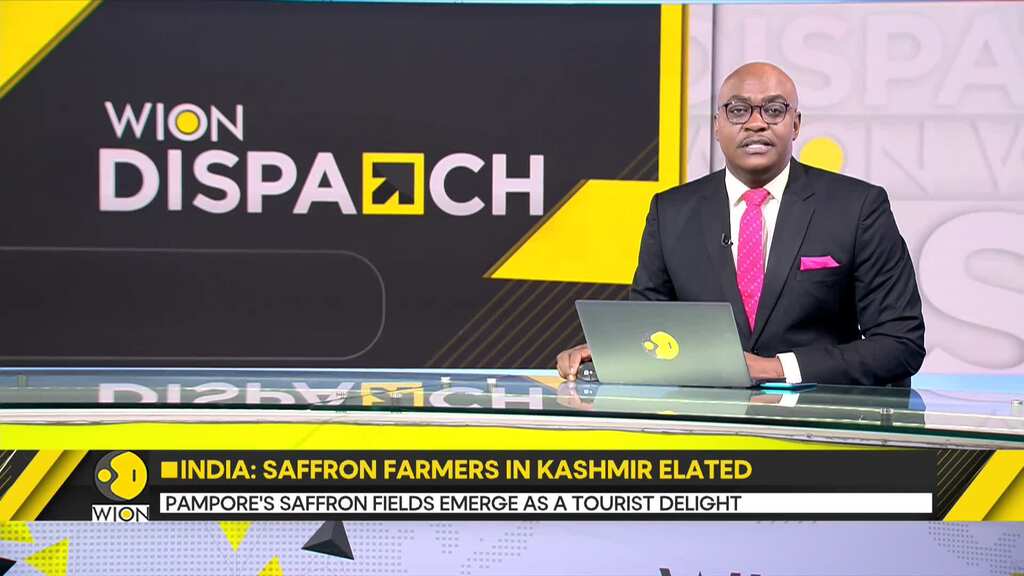 Kashmir: Bumper saffron harvest after 10 years, farmers in Kashmir elated