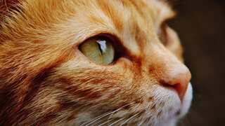 Cat parasite could be responsible for fragility in some older adults, says study