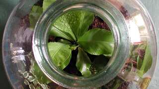 Scientists dig out seeds buried in a bottle in 1879, and this is what they found