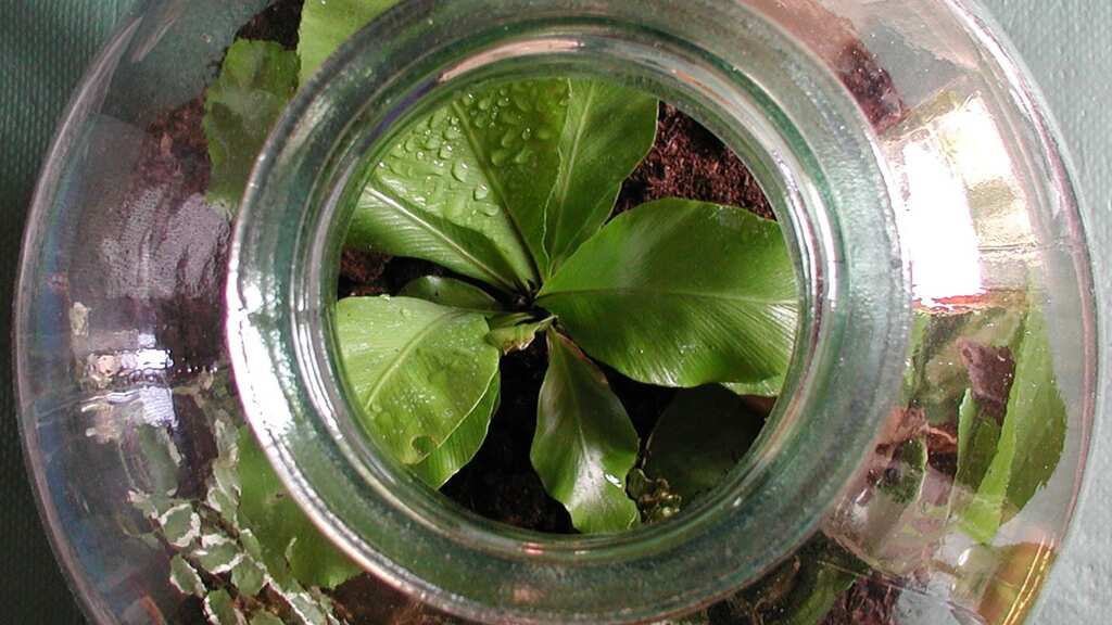 Scientists dig out seeds buried in a bottle in 1879, and this is what they found