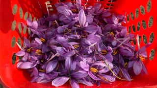 Kashmir: Bumper saffron harvest after a decade, farmers joyous