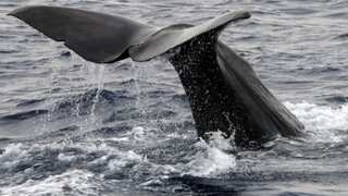 Dominica to create world's first sperm whale reserve