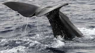 Dominica to create world's first sperm whale reserve