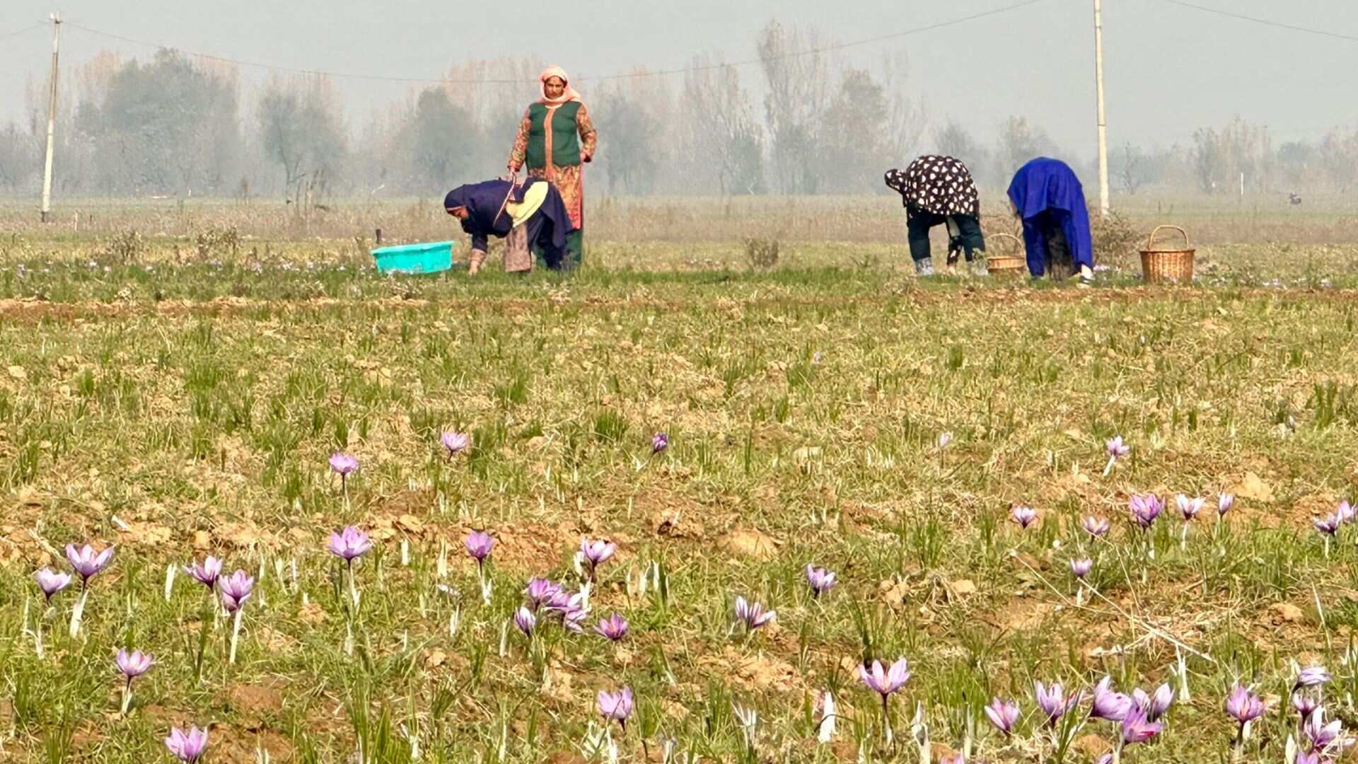 Saffron capital – Pampore
