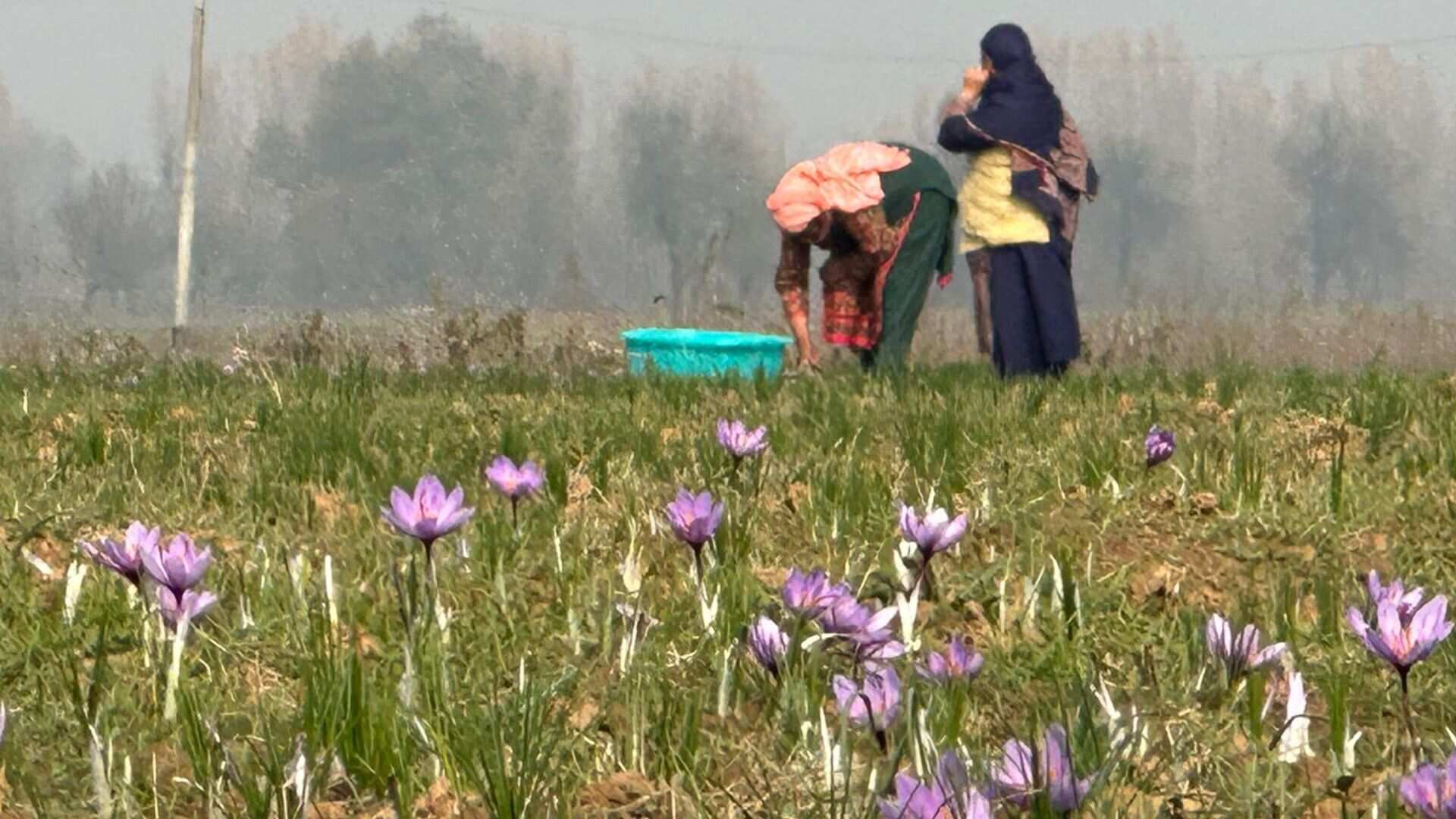 Vast saffron cultivation