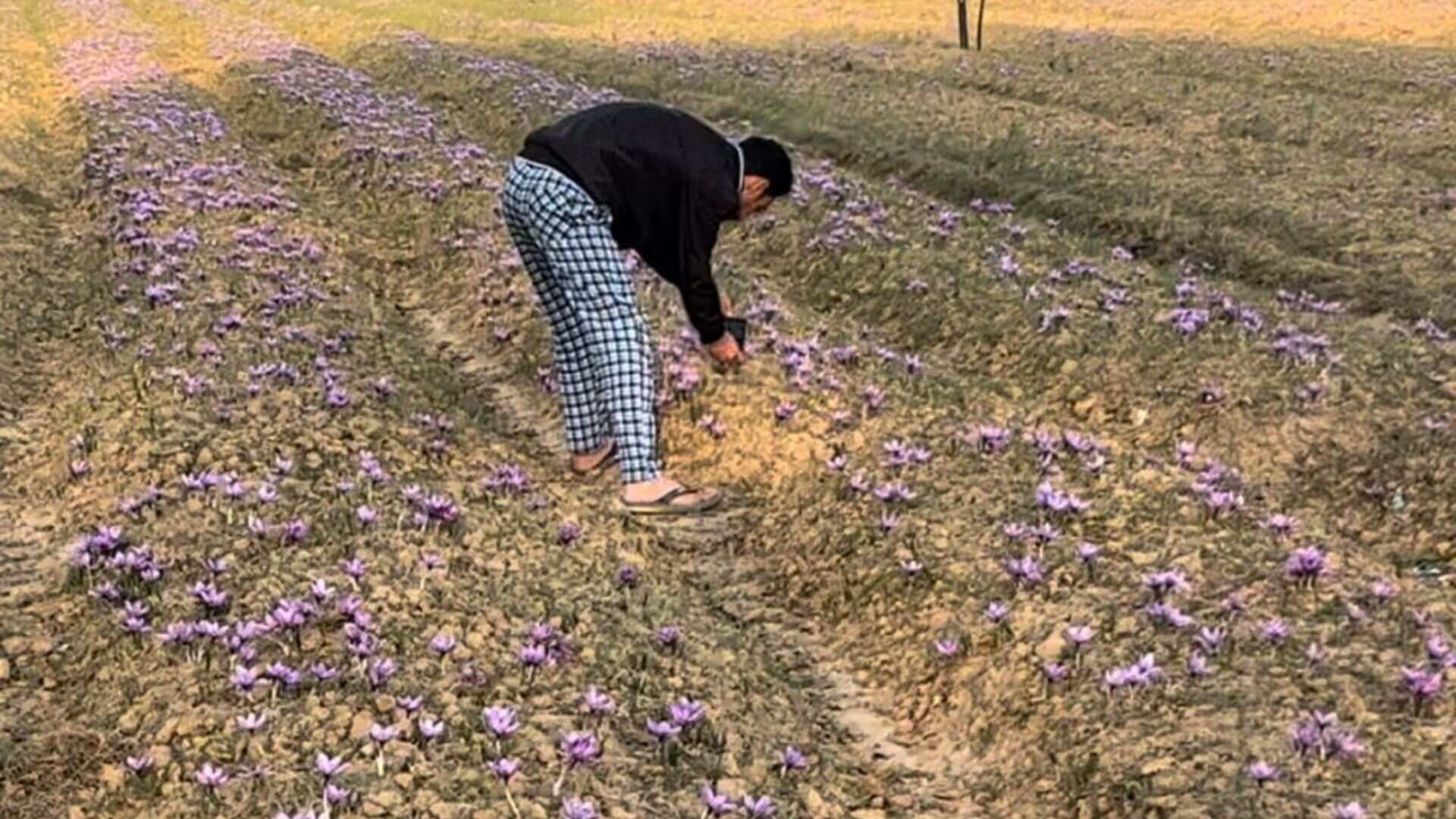 Farmers&#x27; ecstasy