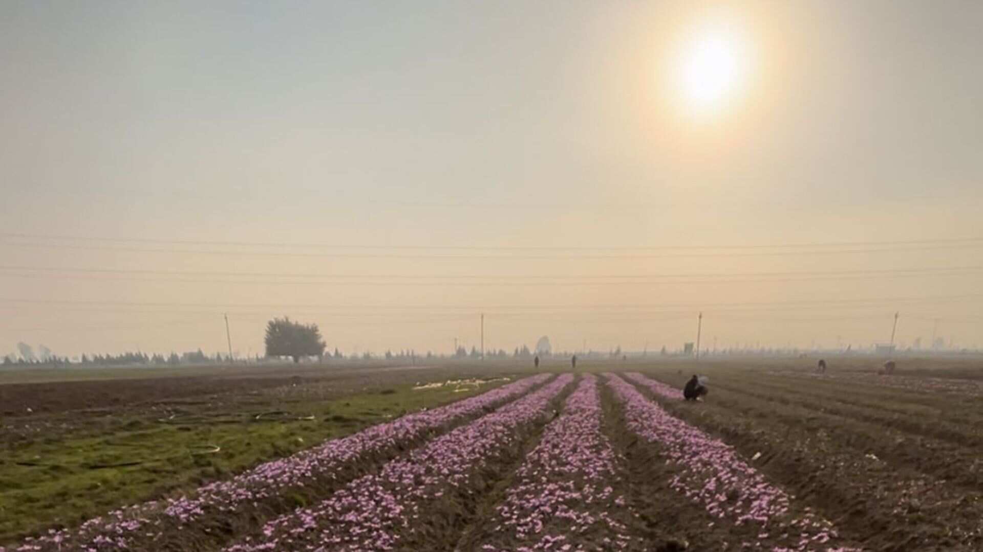 Cultural emblem and GI tag impact