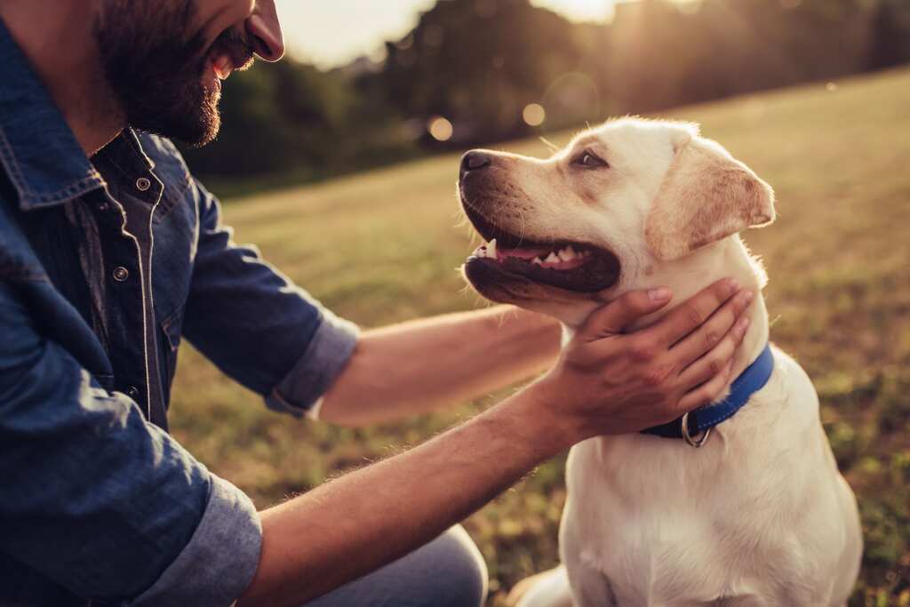 Your Dog may live longer if they have these physical traits: UK Study